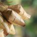 Apakah Membungkus Ketupat dan Lontong dengan Plastik Aman?